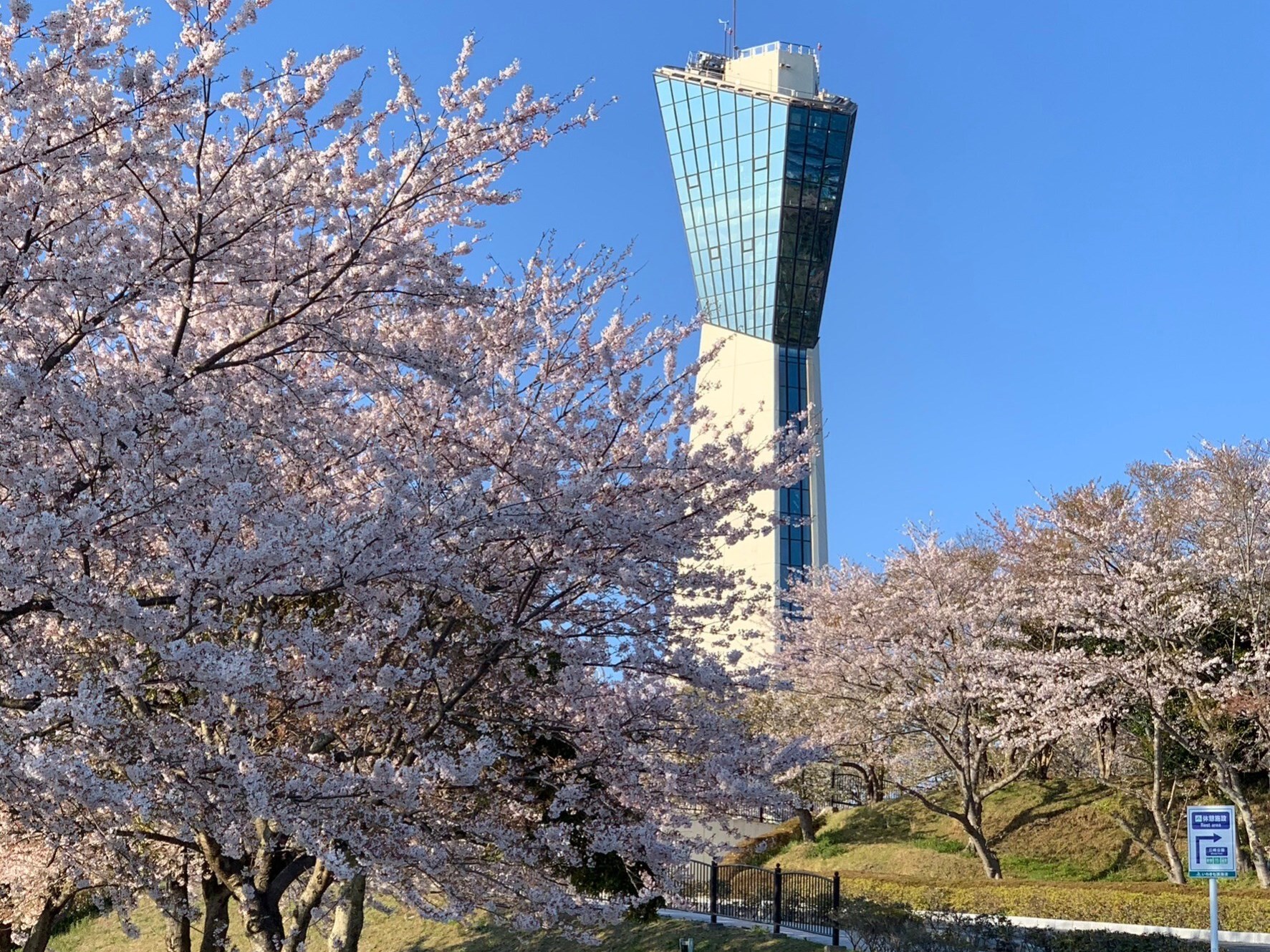 桜　マリンタワー